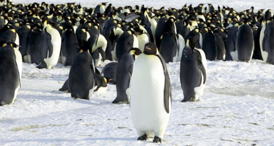 huge groups of penguins came out from the antarctic ocean