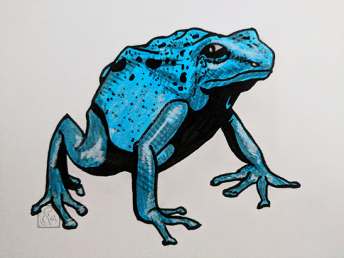 blue poison dart frog on Tumblr