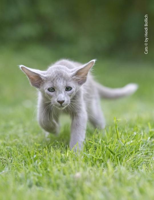 cat colours — lavender