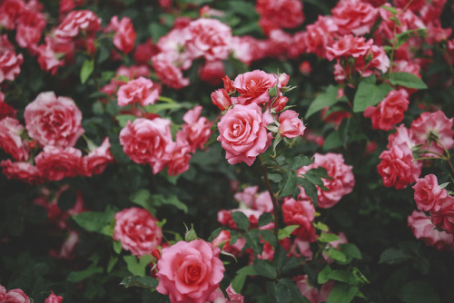 rose | Tumblr