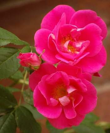 Bella senz’anima.
No acabo de conseguir que las rosas de mi jardín progresen adecuadamente. Quizá tienen demasiado sol. Un vecino me ha recomendado que plante una nueva variedad canadiense llamada rosa Baffin. Me ha mostrado fotos y es realmente...