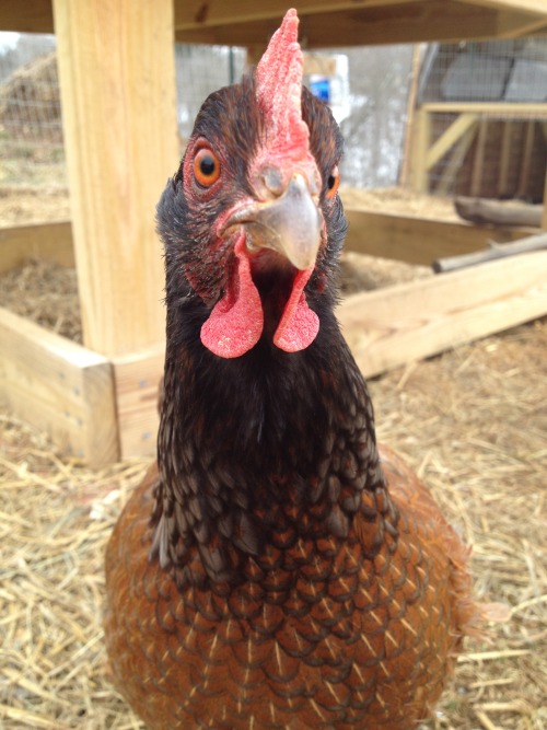 chickens chicken cute chicken
