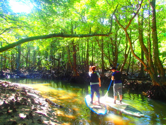西表ツアーおすすめ人気のSUPでマングローブを漕いでジャングル探検トレッキングで秘境の滝巡り、午後からトレッキングで秘境の滝を目指します。大自然のエナジーを体感しよう。石垣島から日帰り参加もOK！です。
