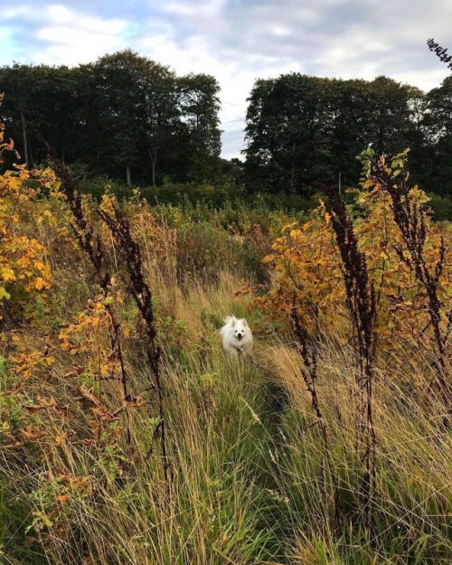 There was a perfectly good path just to the right, but Hugo...