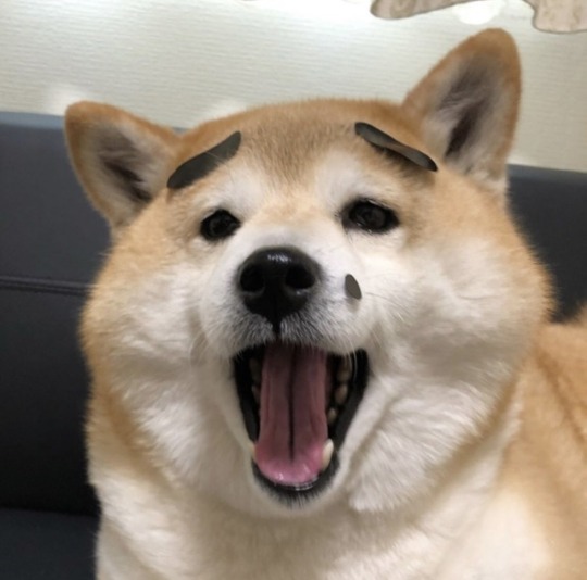 Shiba Inu Eyebrows / Dog Memes Eyebrows - apsgeyser : This pet is a ...