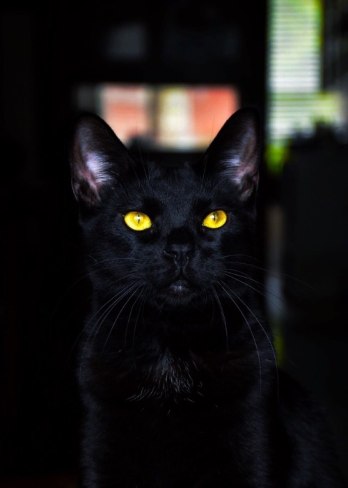 I thought this photo I took of my black cat shows off how...