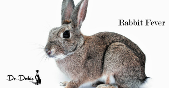 Tularemia (Rabbit Fever) and Pets