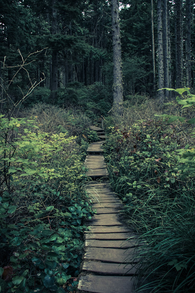 | Title: “Quiet Pathway Into the Woods” An old...