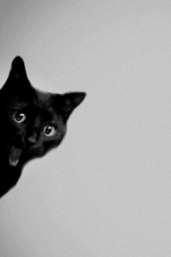 Black Cat Aesthetic Tumblr