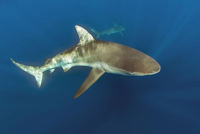 Shark Fact of the Day — The dusky shark is among the slowest and...