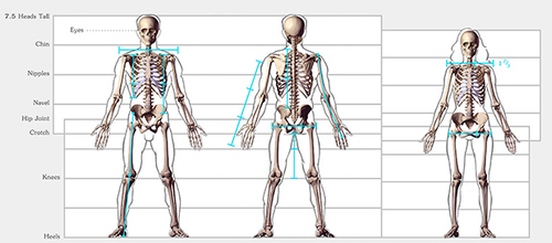 proko proportions