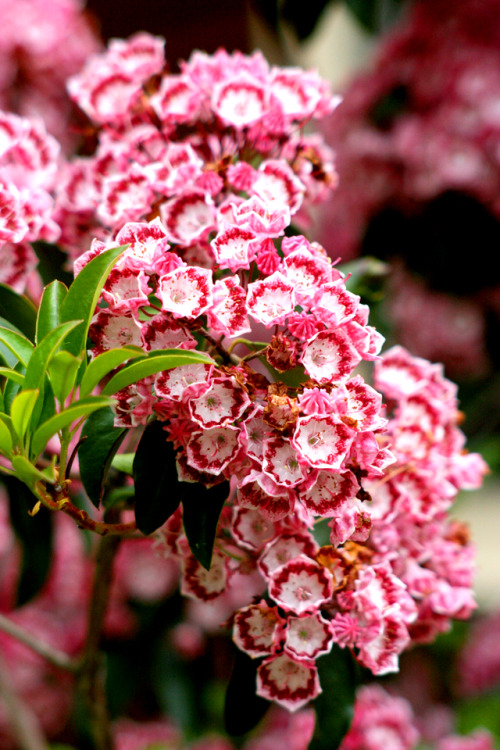 twilightsolo-photography:White and Red FlowersThis bush is...