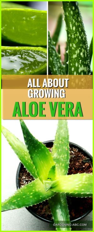 You can grow Aloe vera outdoors as well as... - Gardening ABC