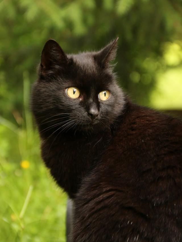 Bellasecretgarden — beauty-rendezvous: Black cat (by dagmarra)