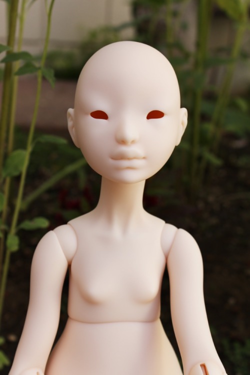 dust of dolls bjd