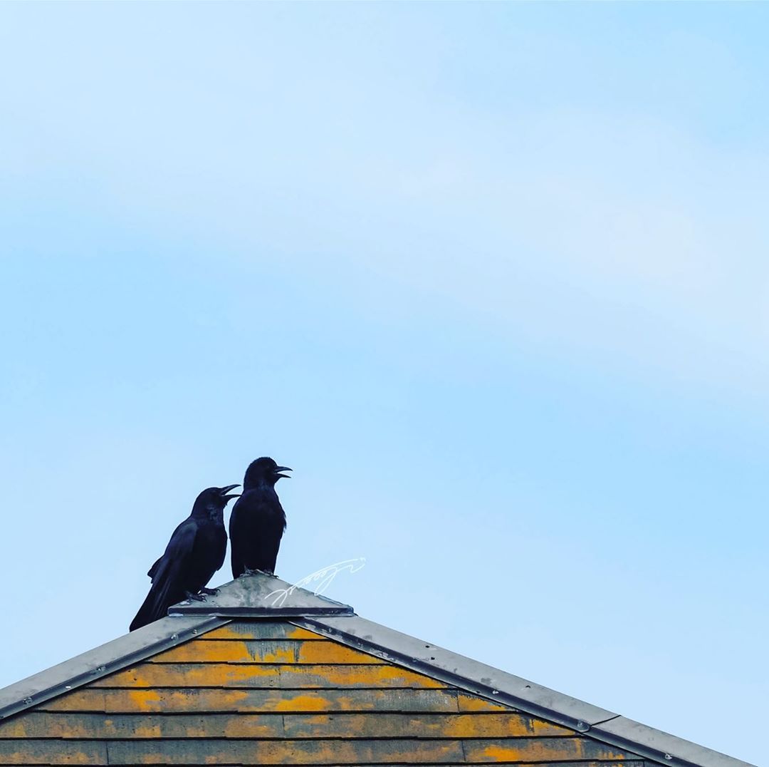 楽しそうな二羽 カラス 写真 鳥 カラス Re 東京すずめ Tokyosparrows