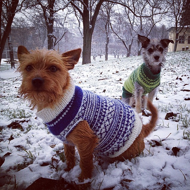 dog-sweaters-cute-homemade-dog-sweater-find-more-dog-sweater