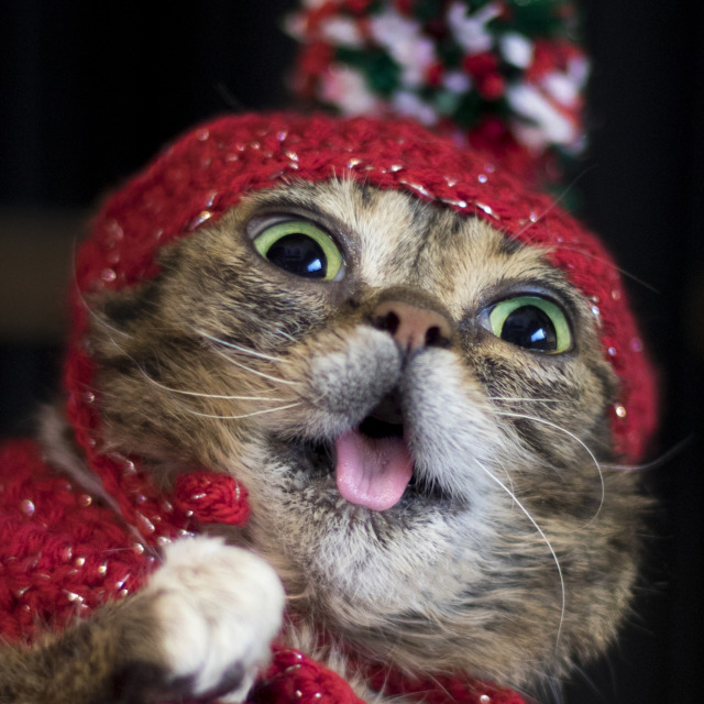 AHHH! The time has come! Lil BUB's BUBlack Friday Sale starts now at www.lilbub.com/store - 25% off everything plus a free...