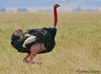 26++ Harga telur burung unta terbaru