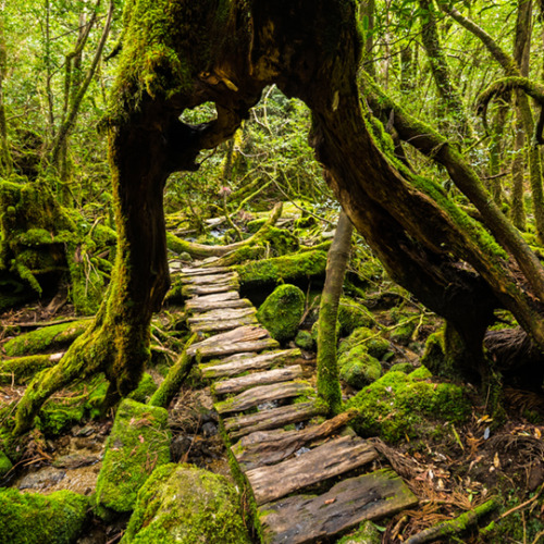 wearejapan:DISCOVER: Breathtaking Japanese Hiking TrailsWith...