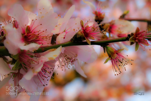 superbnature:Flowers by giuseppepeppoloni...