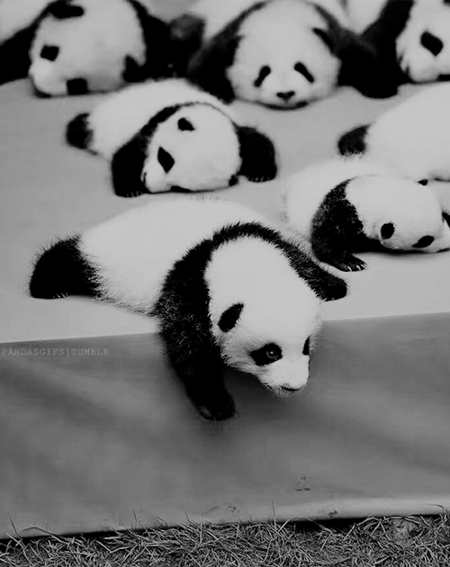 cute panda bears gif | Tumblr