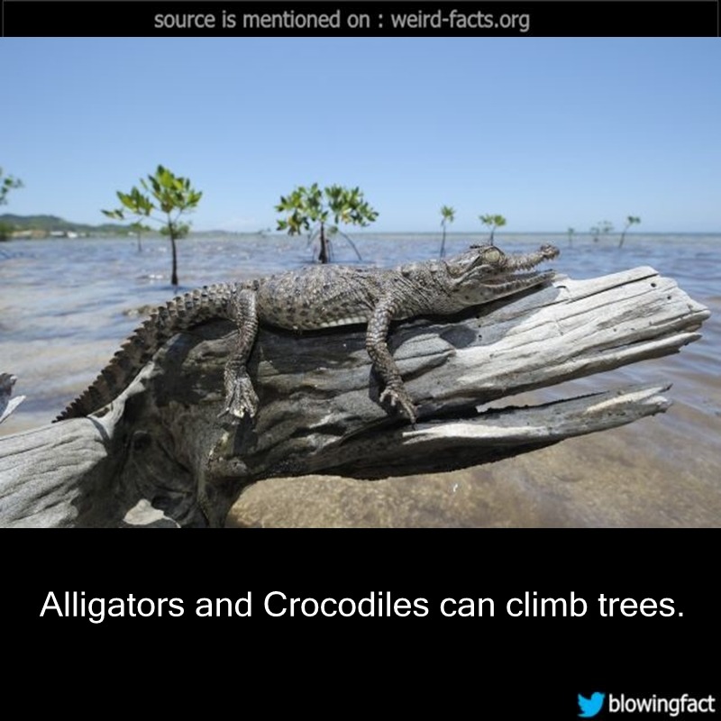 Weird Facts — Alligators And Crocodiles Can Climb Trees. Source ...