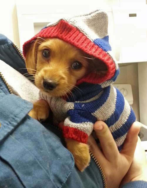 tastefullyoffensive:Animals Wearing HoodiesPreviously: Animals...