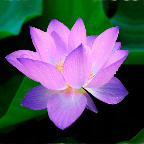 The beautiful lotus flower…. The Poison Diaries