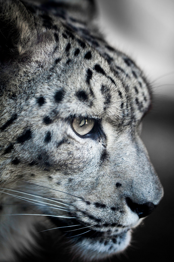 Inside looking out | Snow leopard profile by Paul...