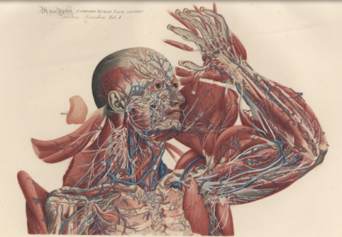 blunt-science:The Extremely Detailed Anatomical Artworks of the...