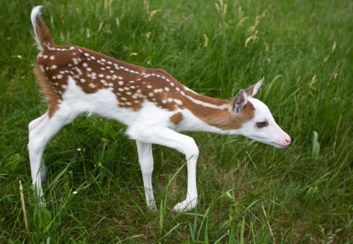 moreanimalia:Meet Dragon, a white-faced fawn who needed to...