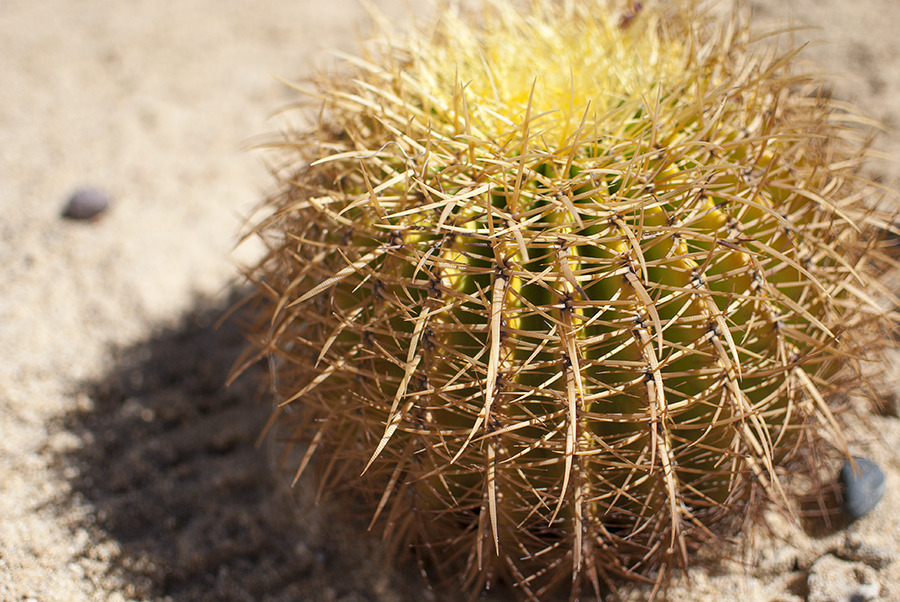 The Edge of Town, Cactus Ball. Cabo San Lucas, Mexico ...