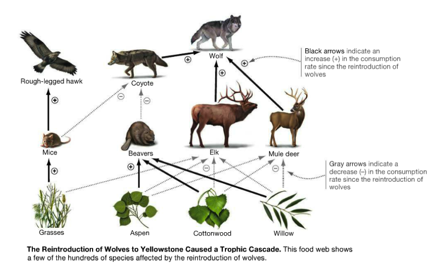 Grand Strategy Annex - Civilizational Collapse, Trophic Cascades, and...