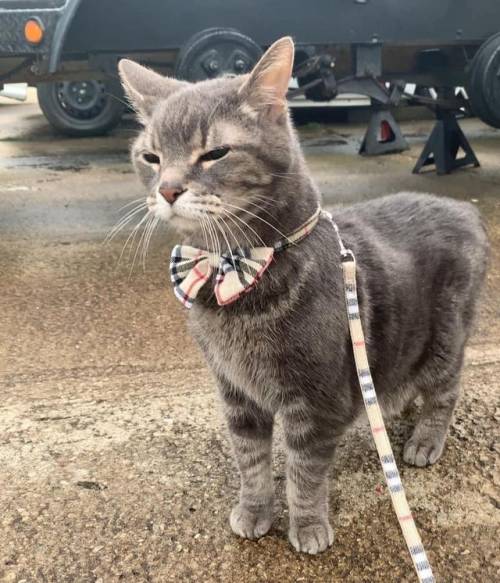 justcatposts