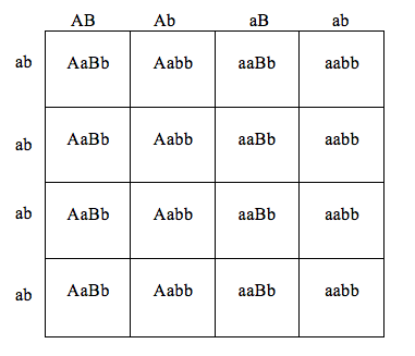 Схема aabb х aabb иллюстрирует скрещивание