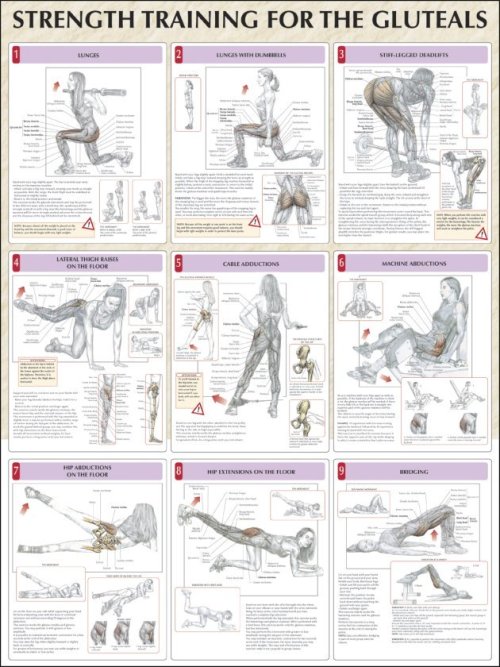 ahealthblog:Strength Training For The Glutes Chart