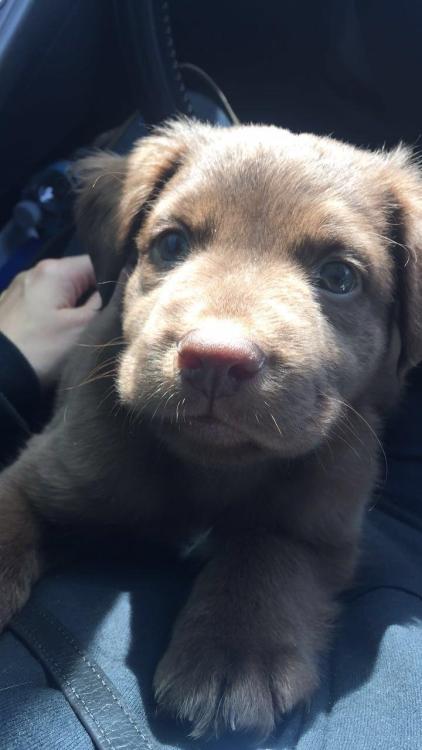 lovelypupies