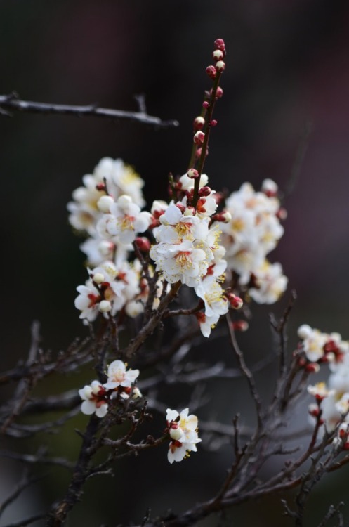 himekokosu
