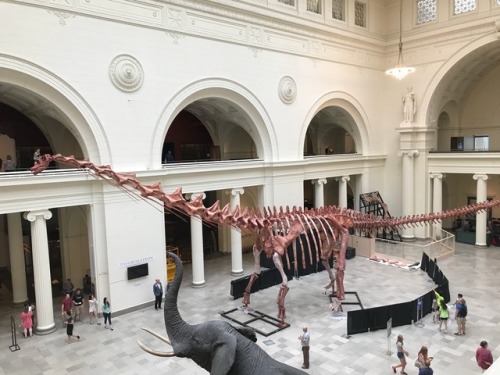 patagotitan field museum