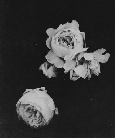 Black And White Roses Tumblr