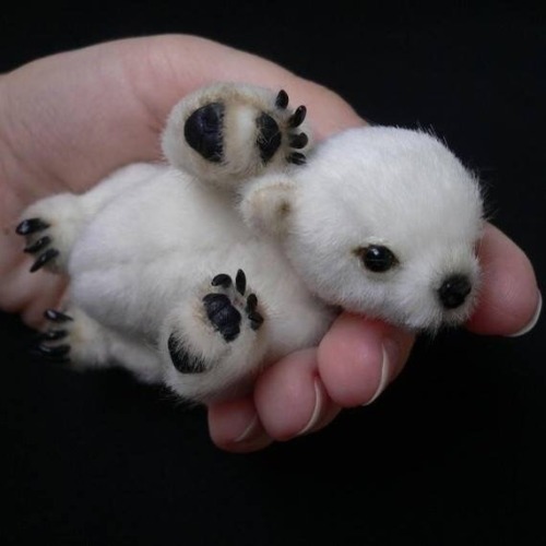 fuks:baby polar bear!!