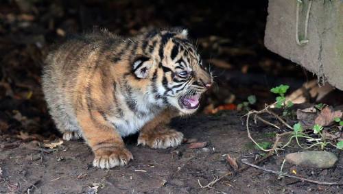 Rare Tiger Cubs Venture Out of DenA trio of tiny Sumatran...