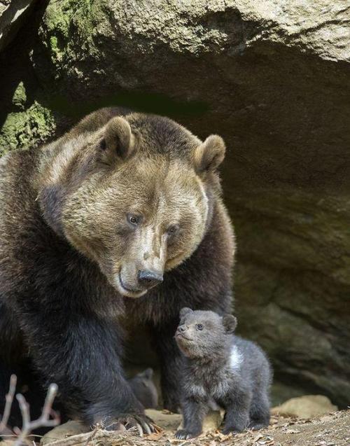 awwww-cute:She’s so proud (Source: https://ift.tt/2x4CIjI)