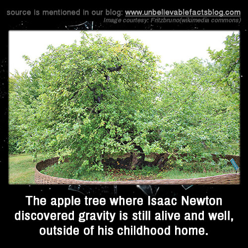 isaac newton discovering gravity isaac newton discovering gravity