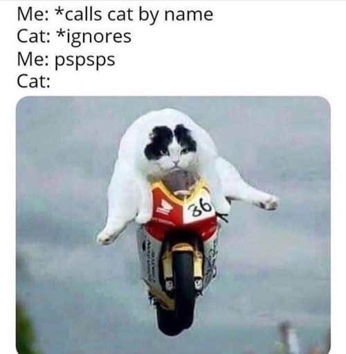 shitpostinguniverse
