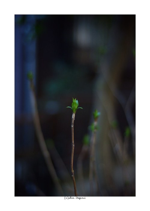 2019/3/8 - 16/21 photo by shin ikegami. - SONY ILCE‑7M2 / Carl...