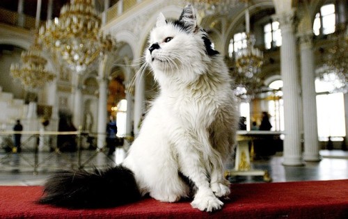 chernobrka:hermitage museum’s cat employees, saint-peretsburg,...