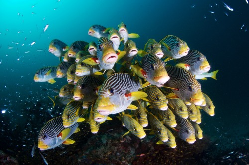 thelovelyseas:Sweetlips Series byRené Cazalens