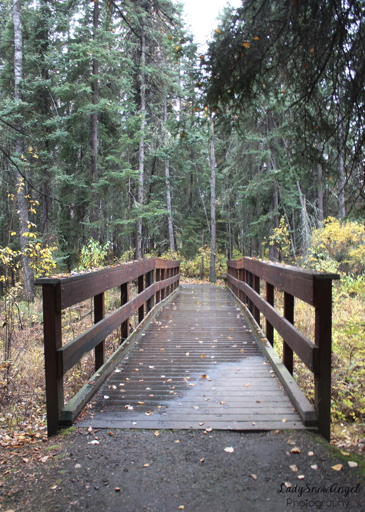 Bridge in the Woods Society6 | Tumblr | Twitter |... | LadySnowAngel ...